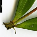SpeciesSub: subsp. ganpinensis 'Chalingba'